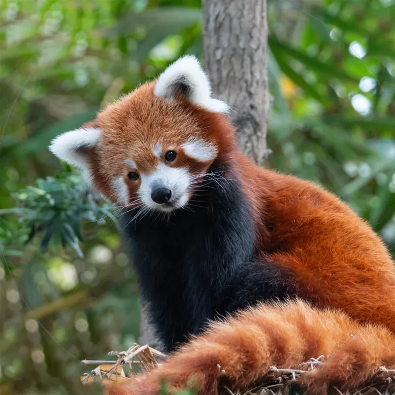 Fahlo The Dash Red Panda Tracking Bracelet in Himalaya Stone-1