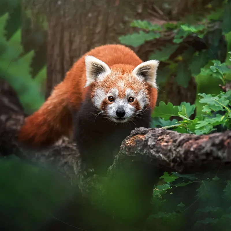 Fahlo The Dash Red Panda Tracking Bracelet in Lava Stone-2