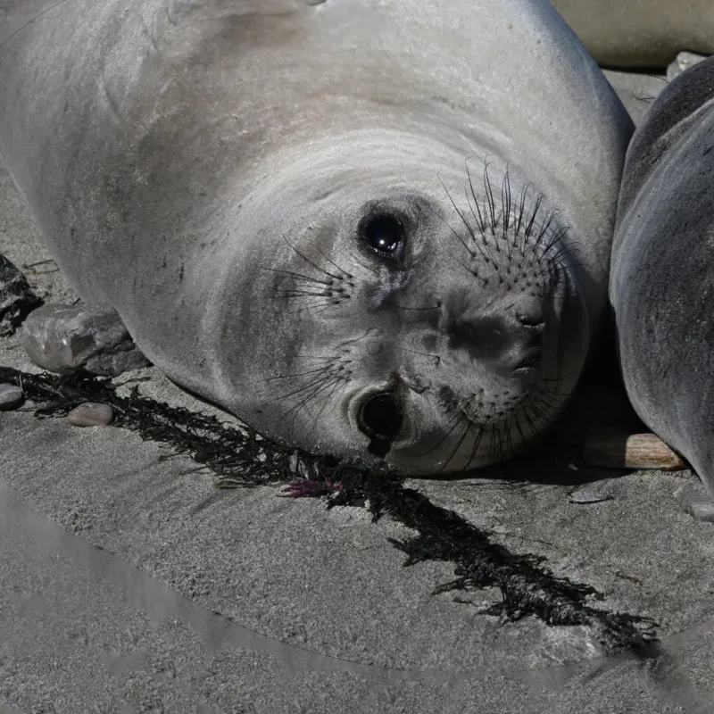 Fahlo The Glide Seal Tracking Bracelet in Sky Stone-1