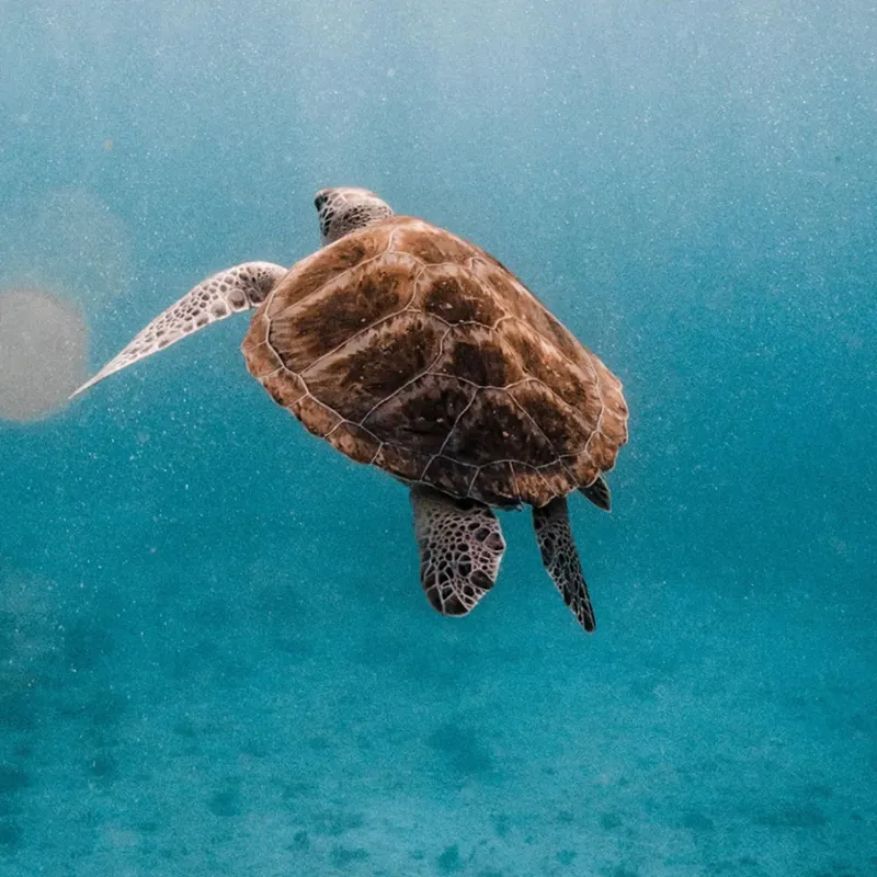 Fahlo The Journey Sea Turtle Tracking Bracelet in White Howlite-1