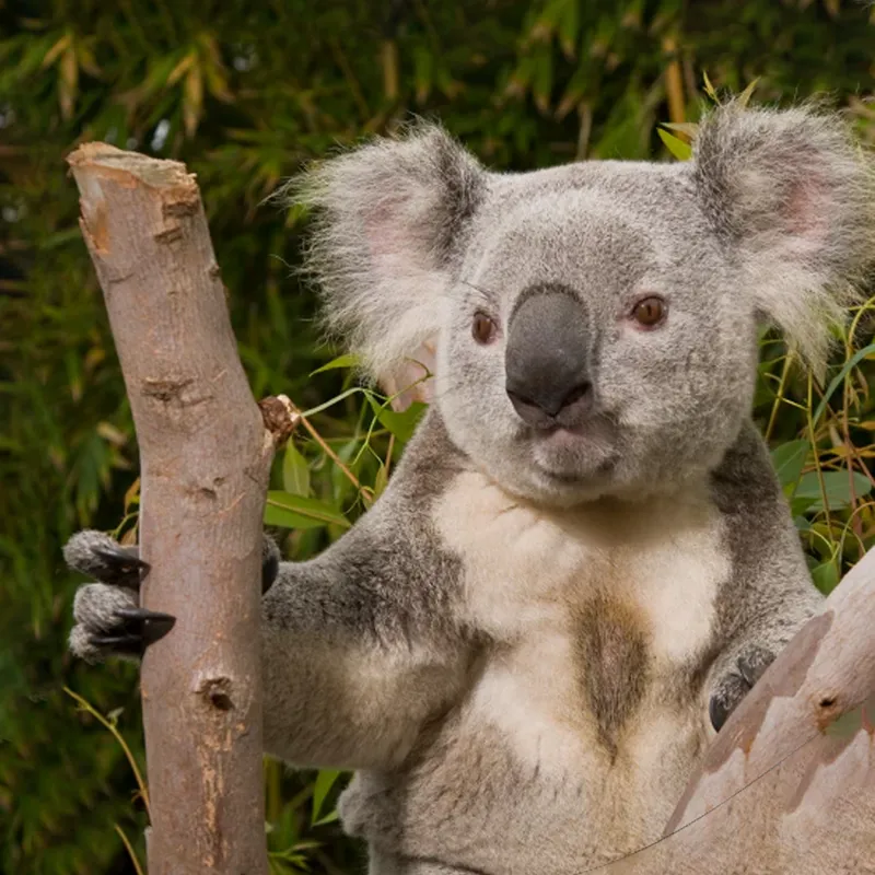 Fahlo The Lounge Koala Tracking Plush Toy-4