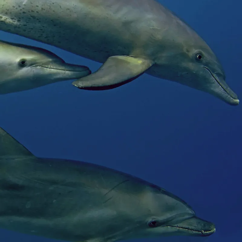 Fahlo The Odyssey Dolphin Tracking Plush Toy-3