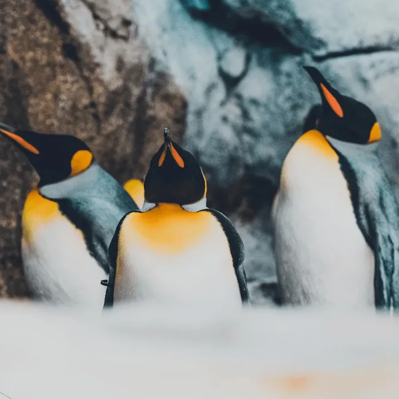 Fahlo The Passage Penguin Tracking Bracelet in Igloo Blue-1