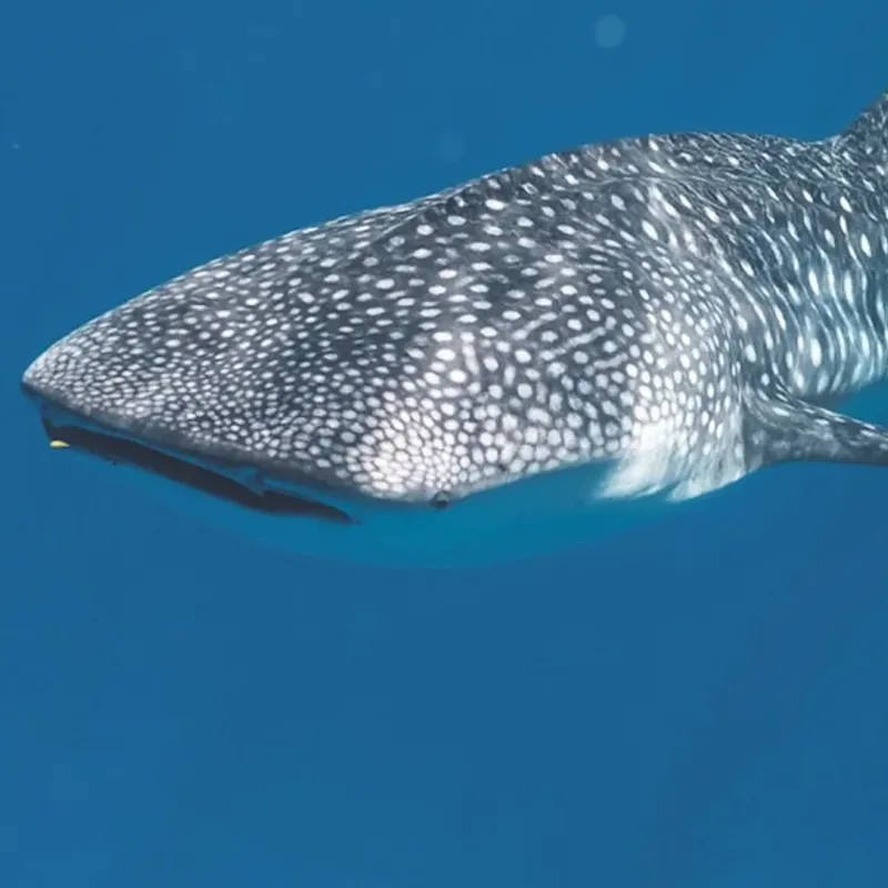 Fahlo The Quest Whale Shark Tracking Bracelet in Ocelli Stone-1