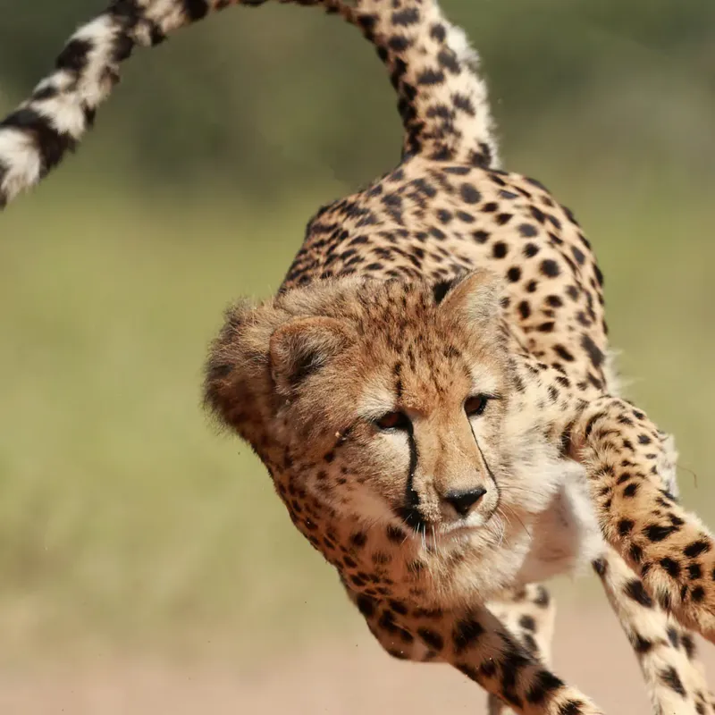 Fahlo The Sprint Cheetah Tracking Bracelet in Kalahari-1