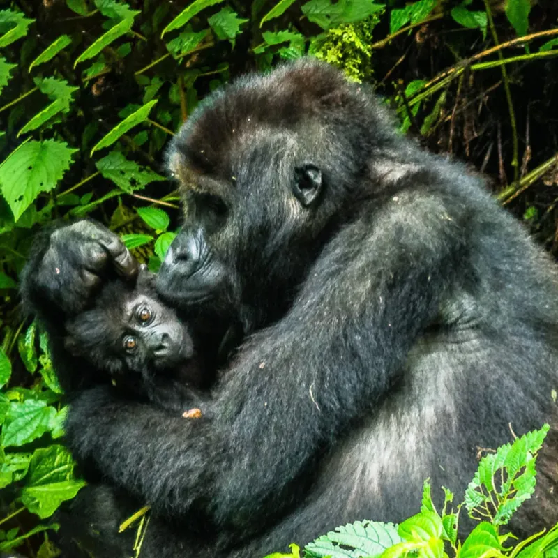 Fahlo The Traverse Gorilla Tracking Bracelet in Rainforest Green-1