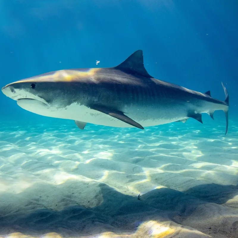 Fahlo The Voyage Shark Tracking Plush Toy-2