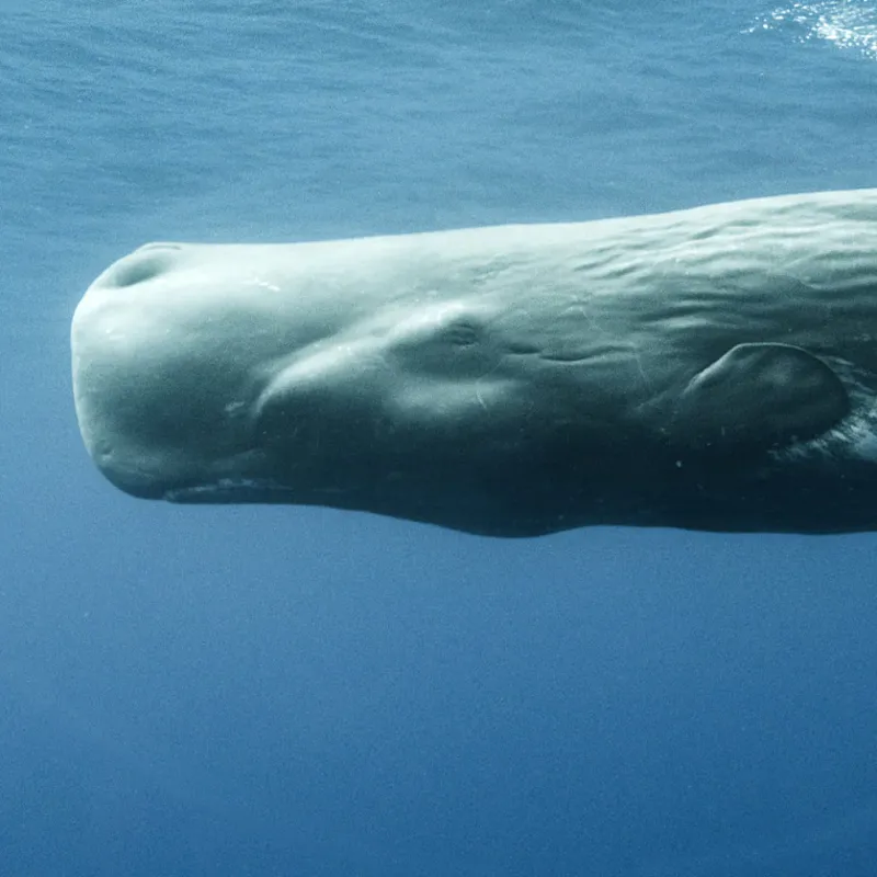 Fahlo The Wayfare Whale Tracking Plush Toy-2