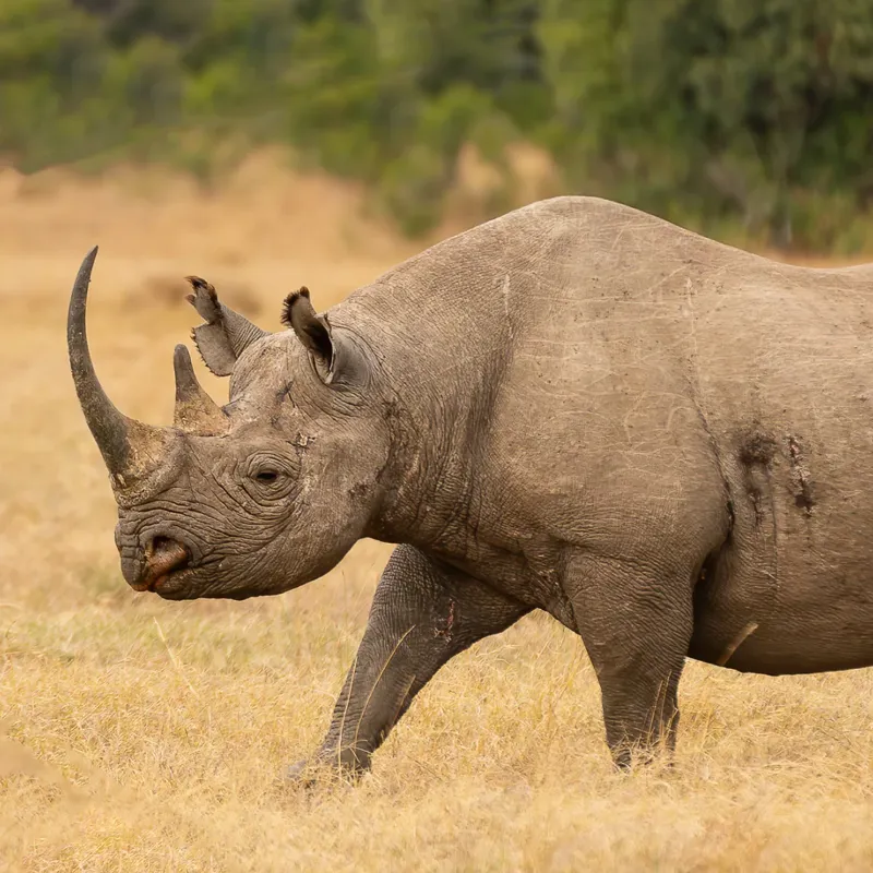 Fahlo The Charge Rhino Tracking Bracelet in Savanna Stone-2