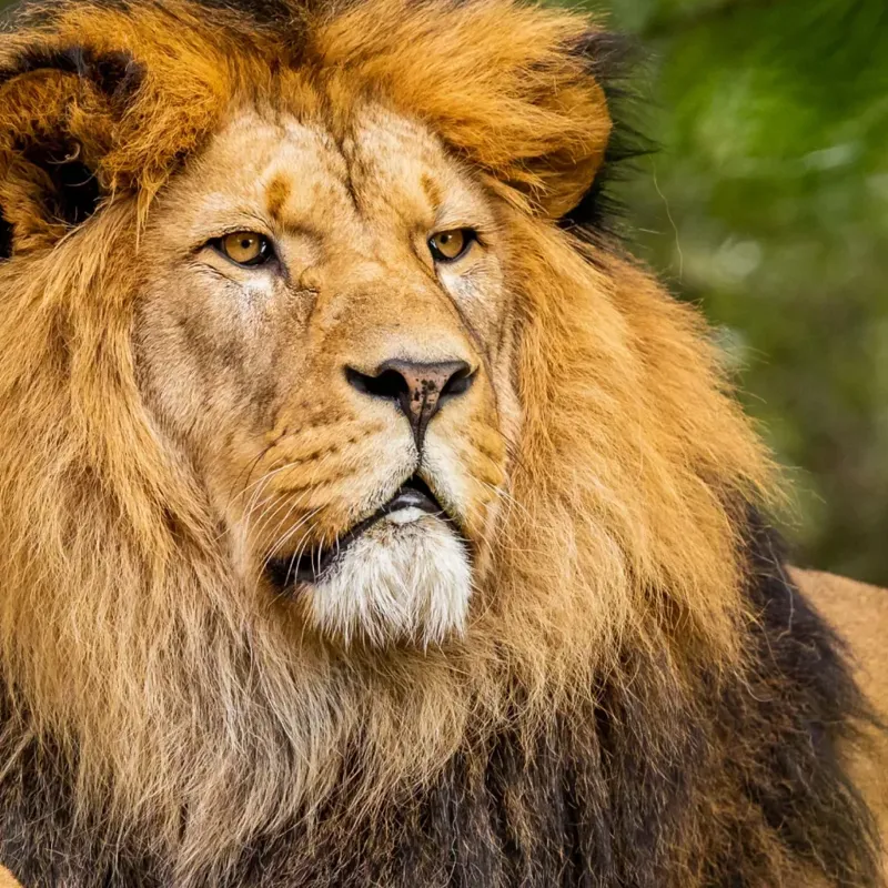 Fahlo The Excursion Lion Tracking Bracelet in Sky Stone-1