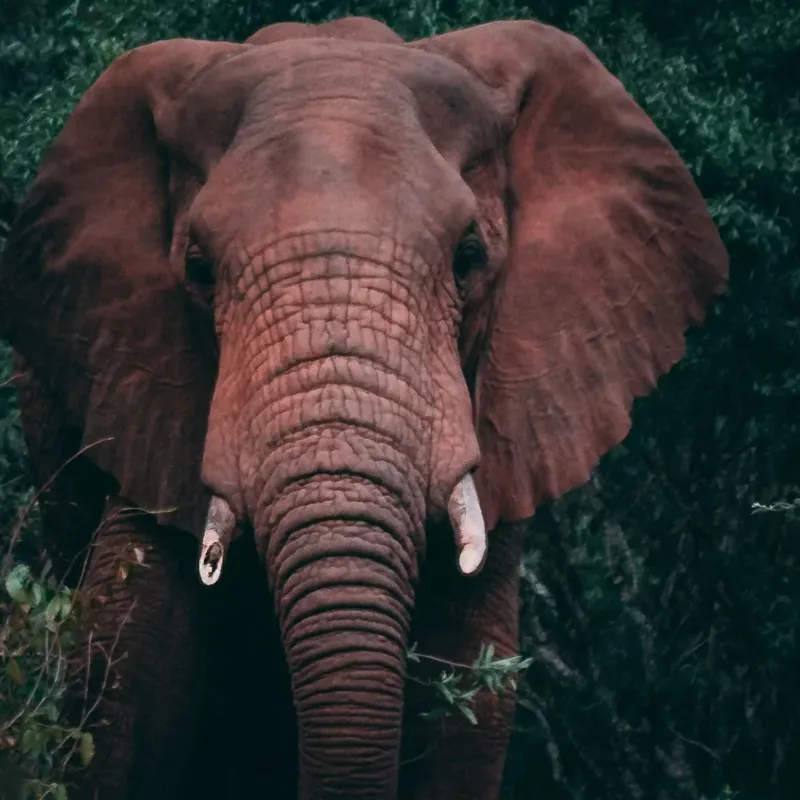 Fahlo The Expedition Elephant Tracking Bracelet in River Blue-1