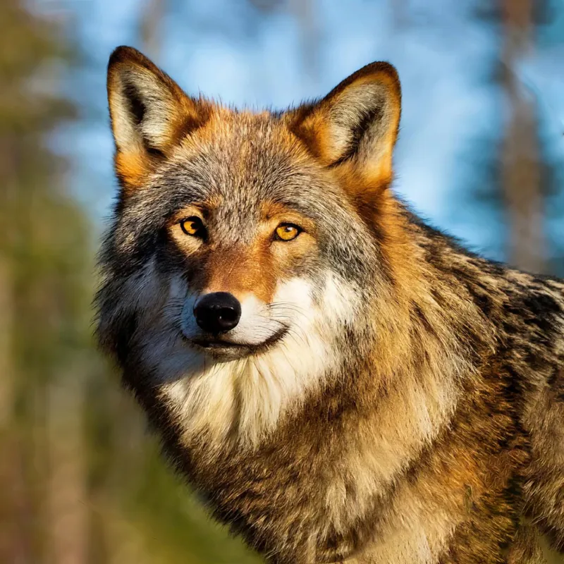 Fahlo The Scout Wolf Glow in the Dark Tracking Bracelet in Sunrise Glow-1