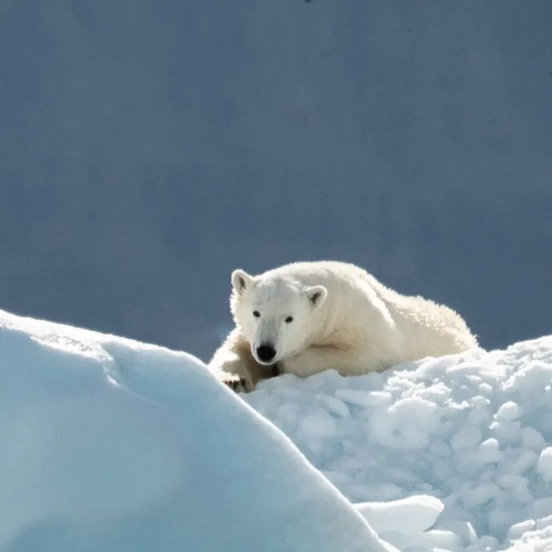 Fahlo The Venture  Polar Bear Tracking Bracelet in Artic White-1
