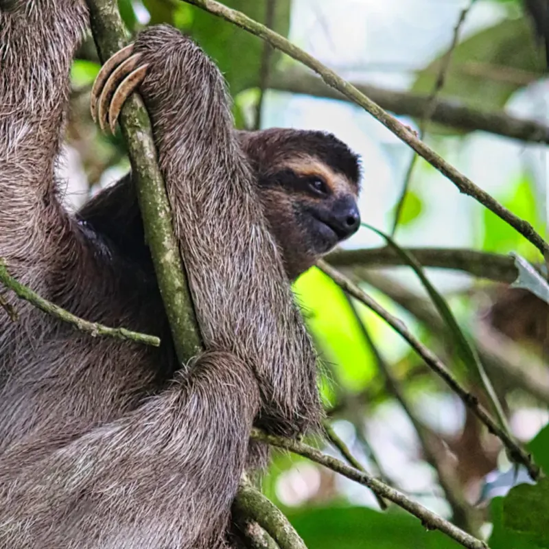 Fahlo The Wander Sloth Tracking Plush Toy-2